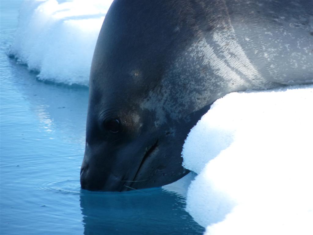 Antarctica: Leopard Seal losing interest in us