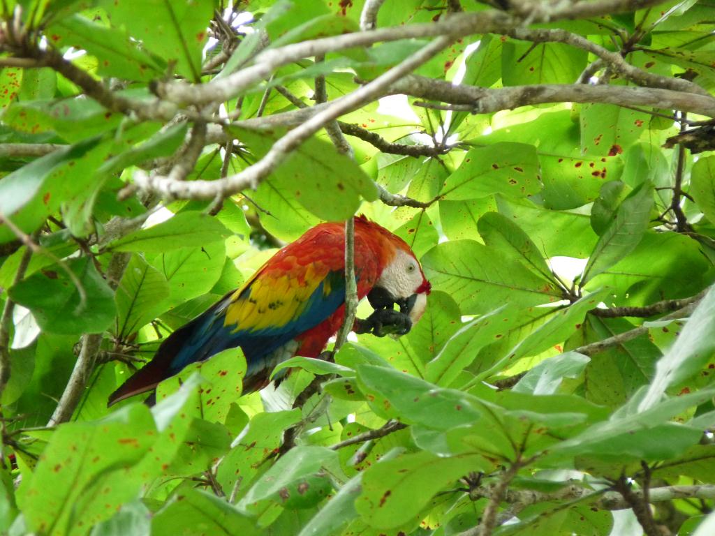 Costa Rica: Macaw at La Palmar
