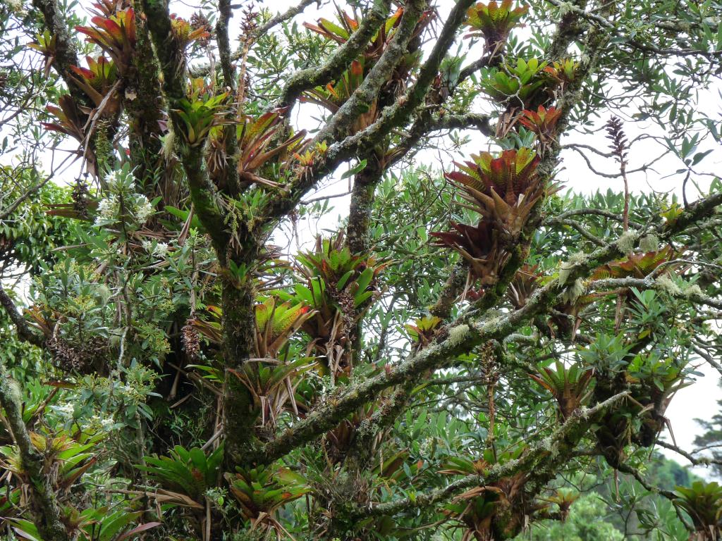 Costa Rica: tree laden with ferns