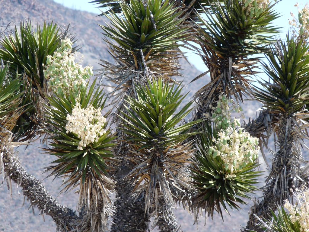 Baja Mexico: Catavina Boulder Field, Cactus in bloom
