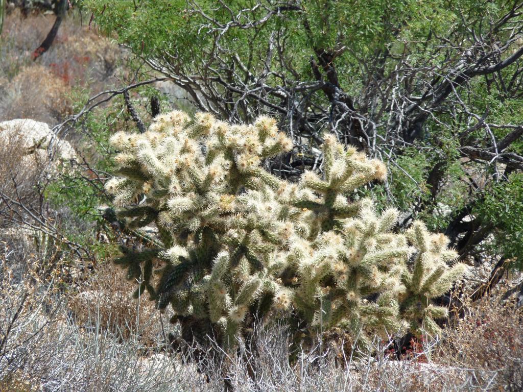 Baja Mexico: Catavina Boulder Field, Cactus in bloom