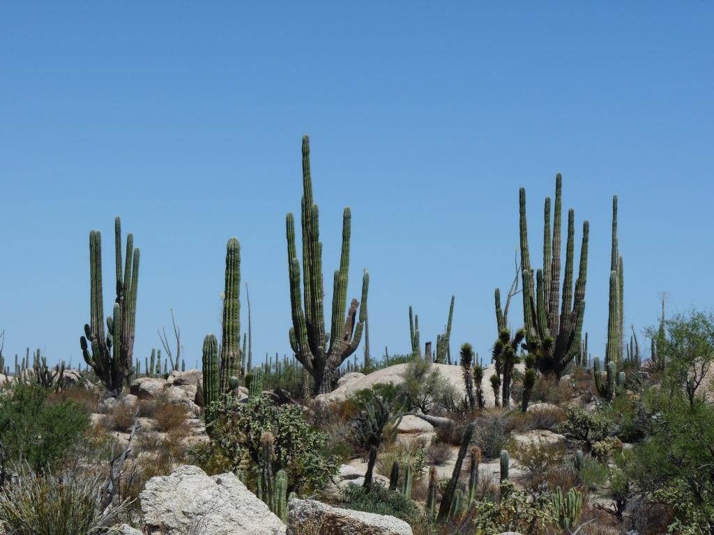 Baja Mexico: Catavina Boulder Field