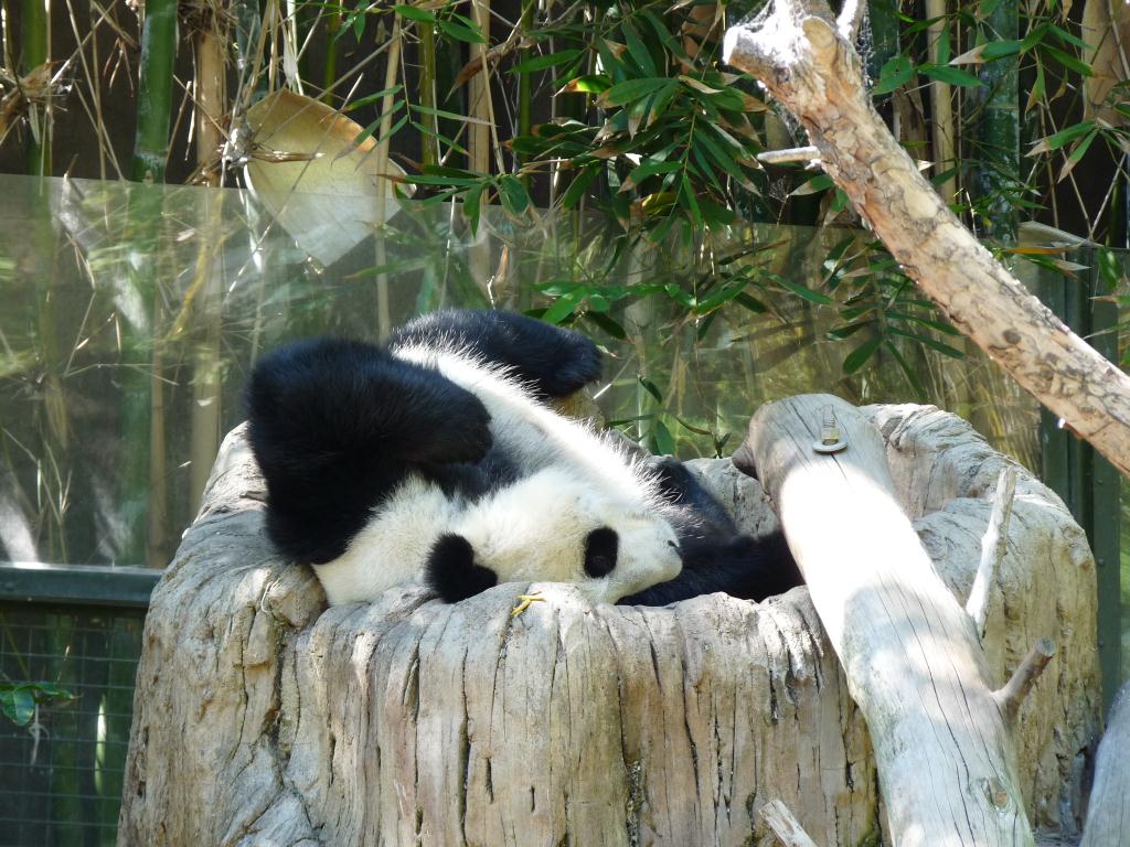 USA: The cute Su-lin Panda Bear