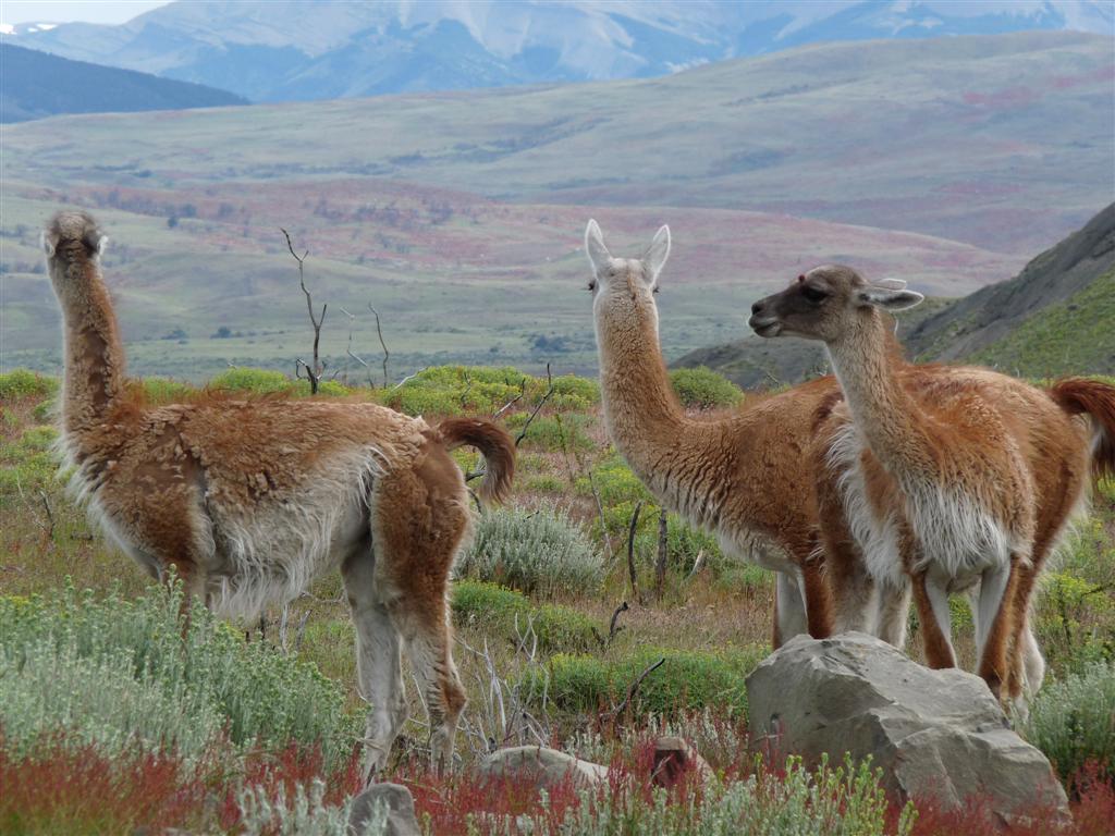 Chile: Guanaco in Torres del Paine National Park
