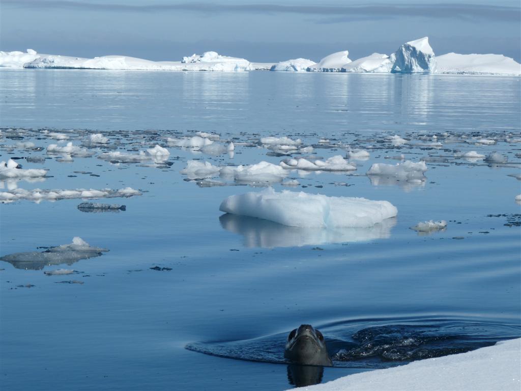 Antarctica: Inquisitive Leopard Seal