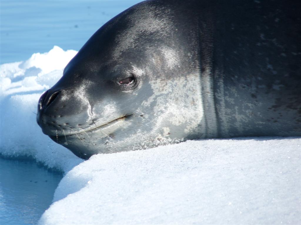 Antarctica: We think the Leopard Seal is happy to see us