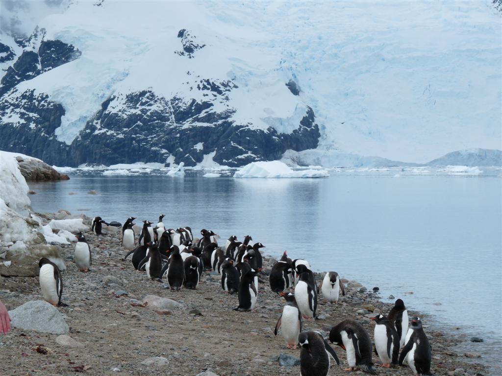 Antarctica: Gentoo Penguins at Neko Harbour
