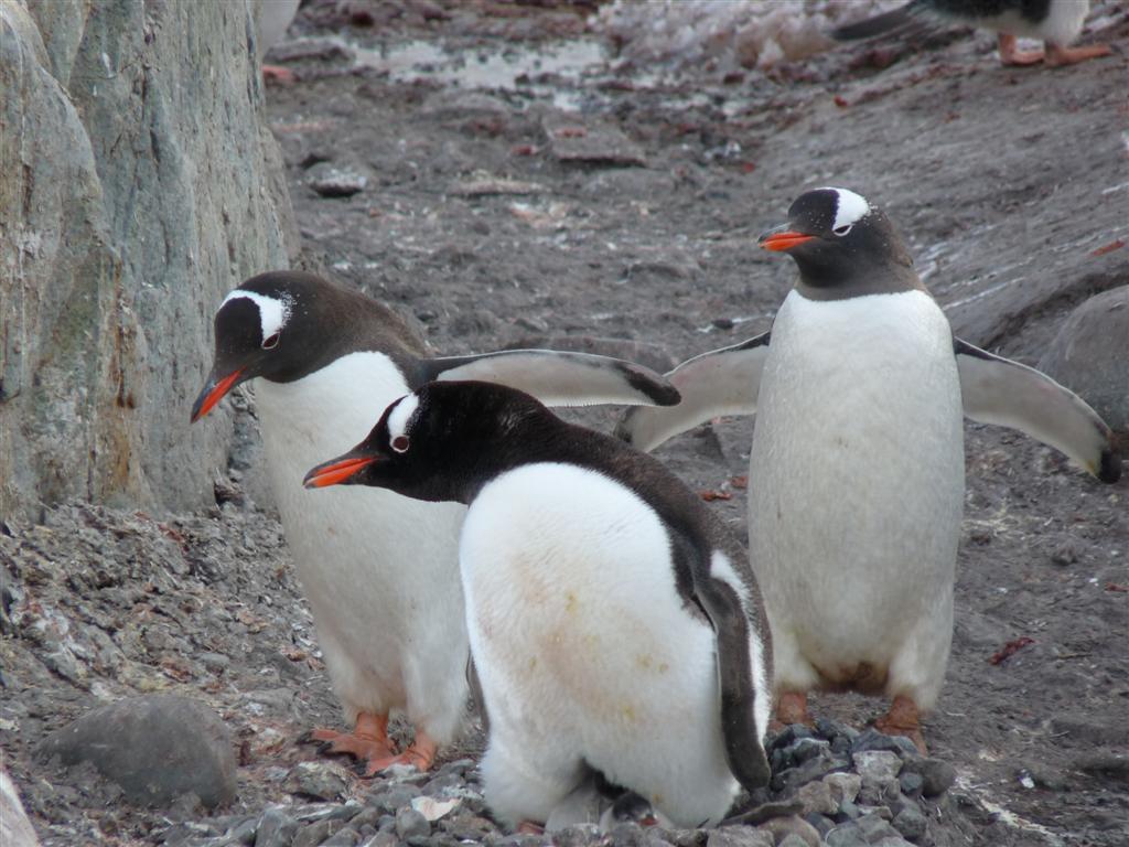 Antarctica: Gentoo Penguins at Peterman Island