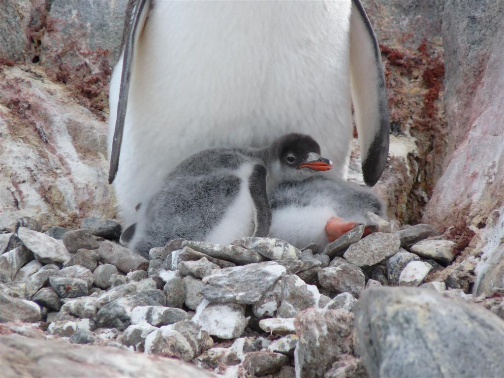 Antarctica: Gentoo Penguins at Peterman Island