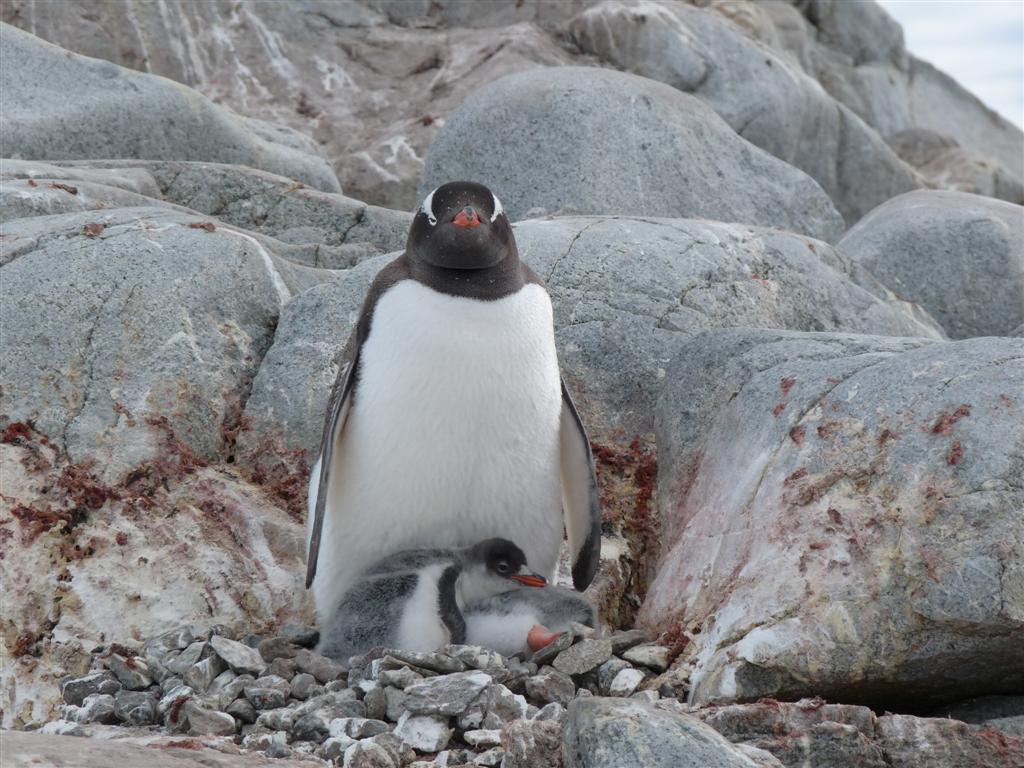 Antarctica: Gentoo Penguins at Peterman Islandk