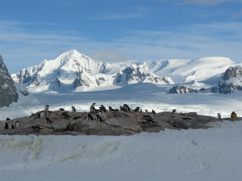 Antarctica: Penguin Rookery at Peterman Island