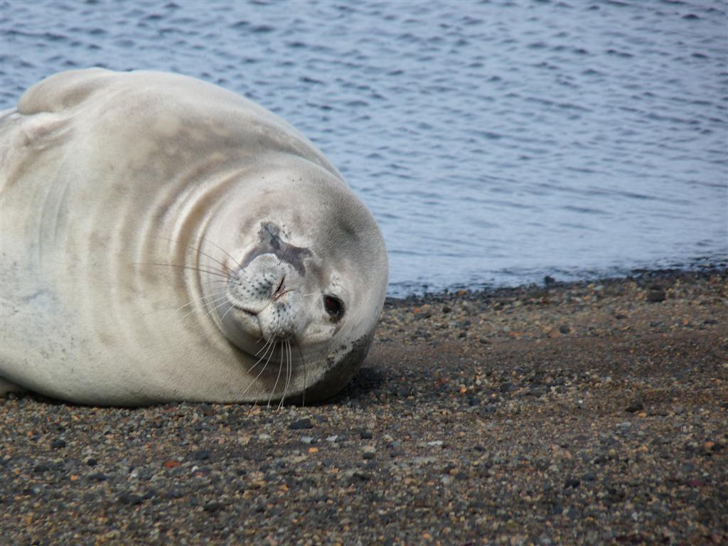 Antarctica: Weddell Seal at Telefon Bay