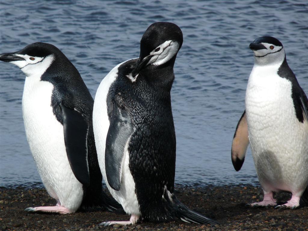 Antarctica: Chinstrap Penguins at Telefon Bay