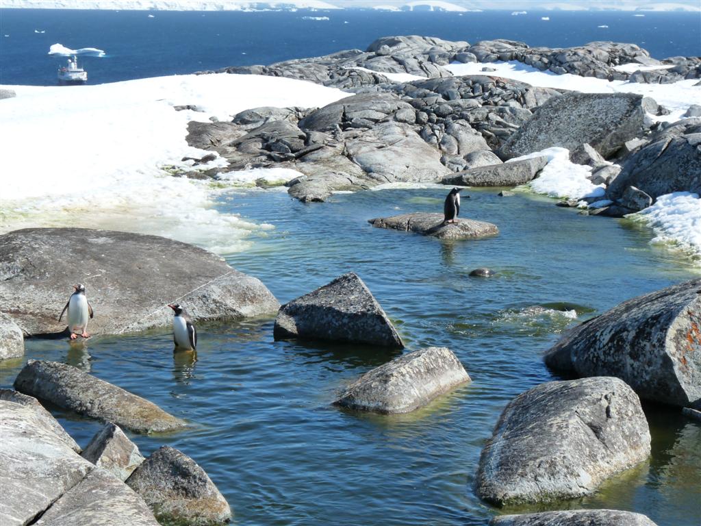 Antarctica: Penguin Rookery on Useful Island