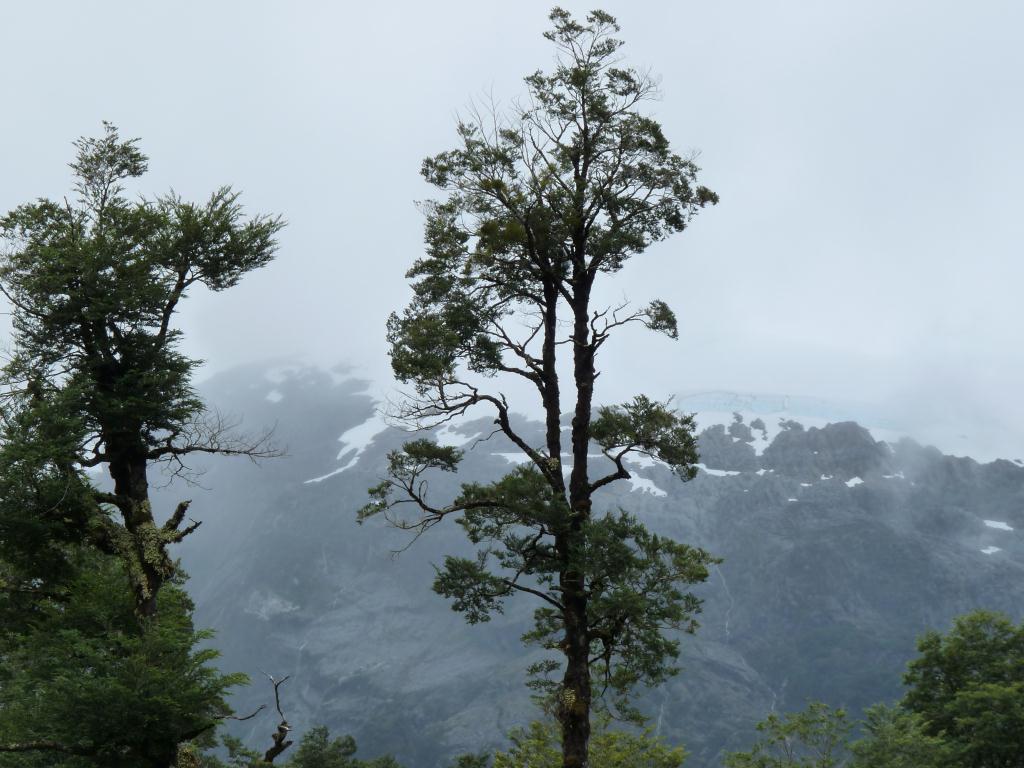 Chile: Queulat National Park