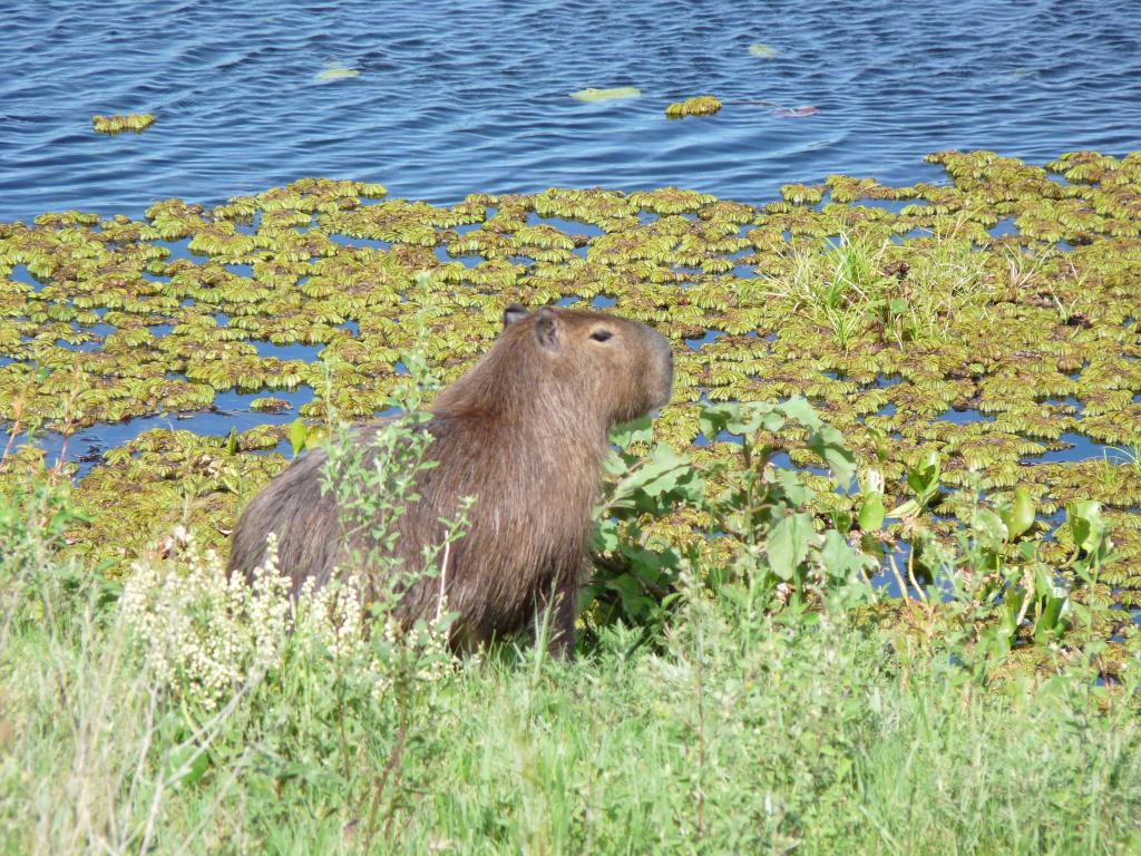 Brazil: Capybara - the worlds largest rodent