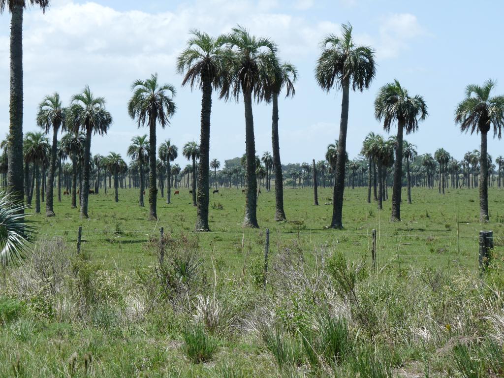 Uruguay: Native Palms