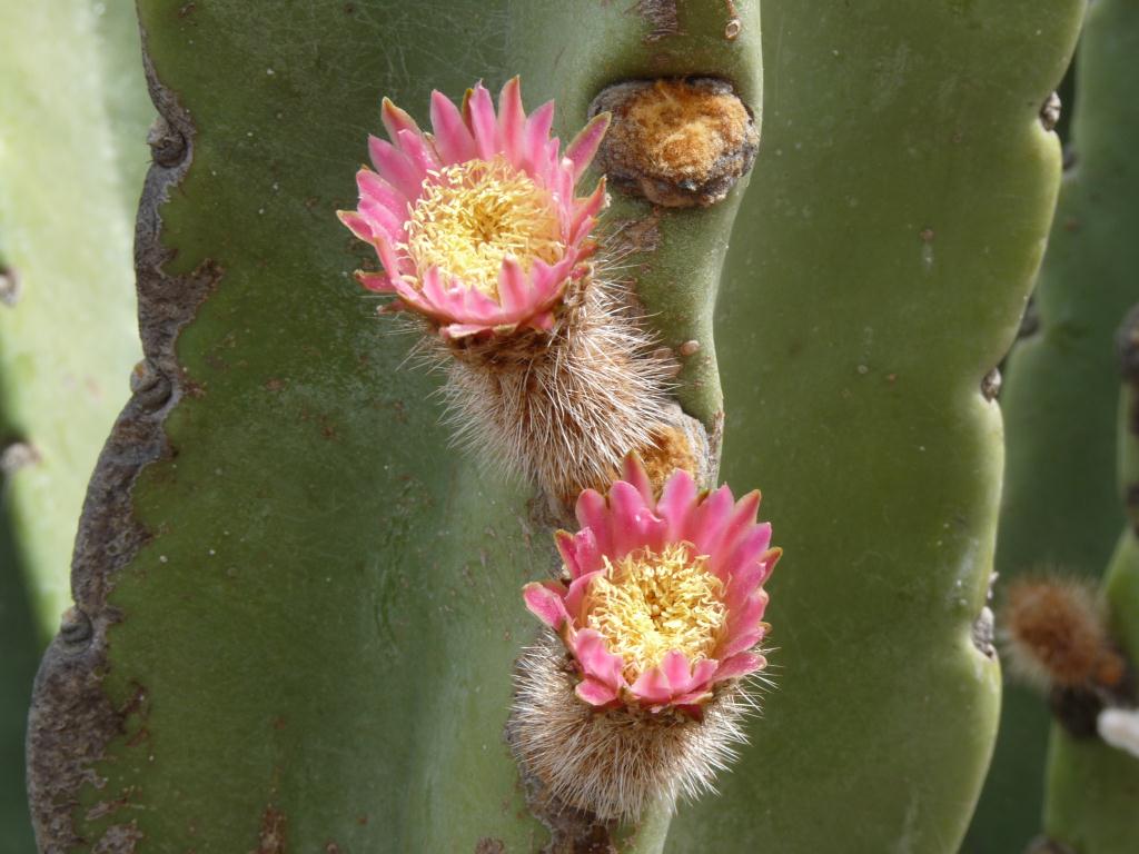 Bolivia: Cactus in flower