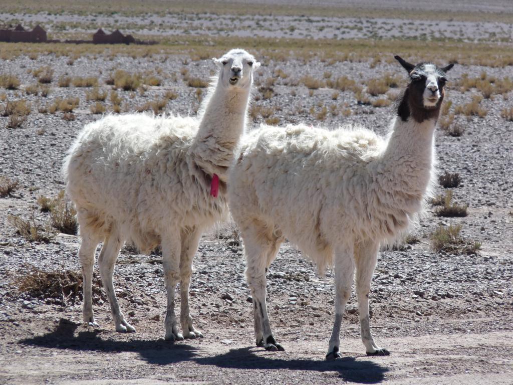 Bolivia: en route Uyuni (3700m)