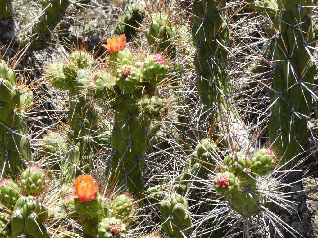 Peru: Cactus in flower