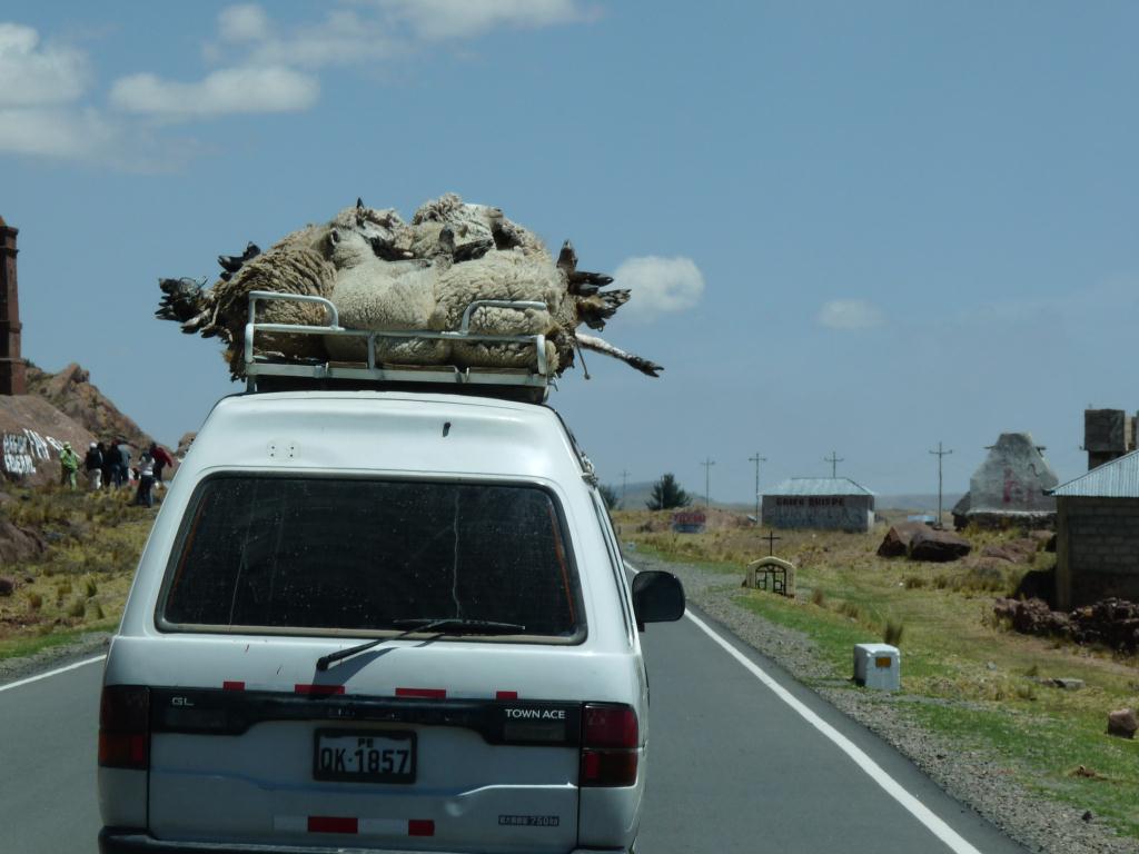 Peru: Sheep on their way to the market