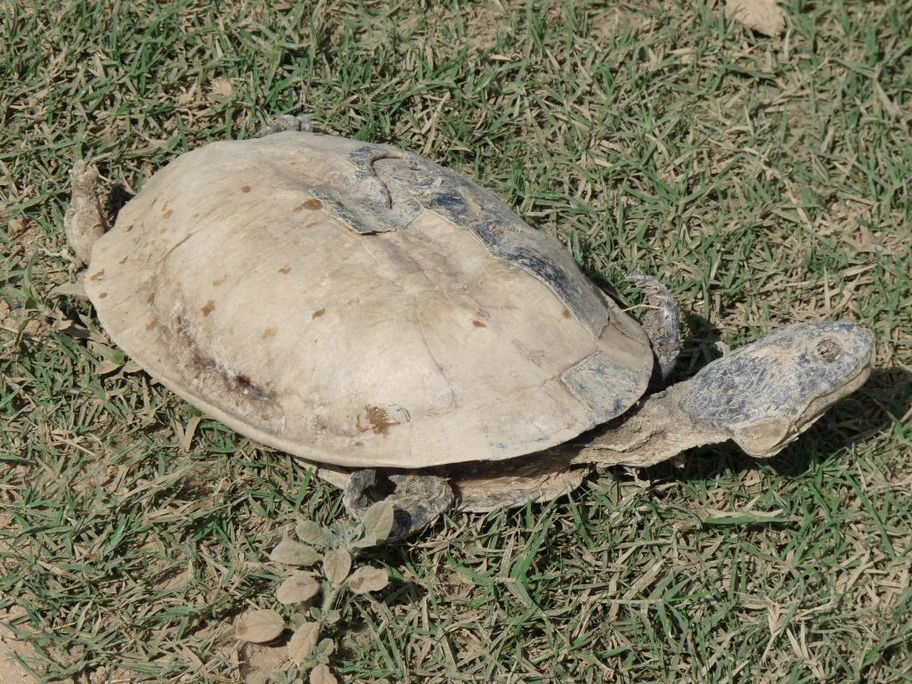 Bolivia: Ruta 9 Dehydrated Turtle