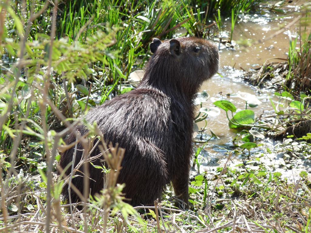 Bolivia: Ruta 9 - Capybara, the worlds largest rodent