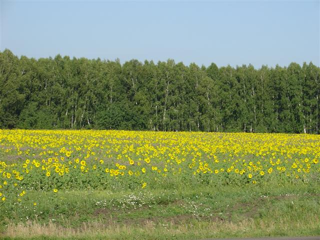 Russia: Sunflowers
