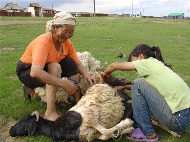 Mongolia: Shearing time, with scissors