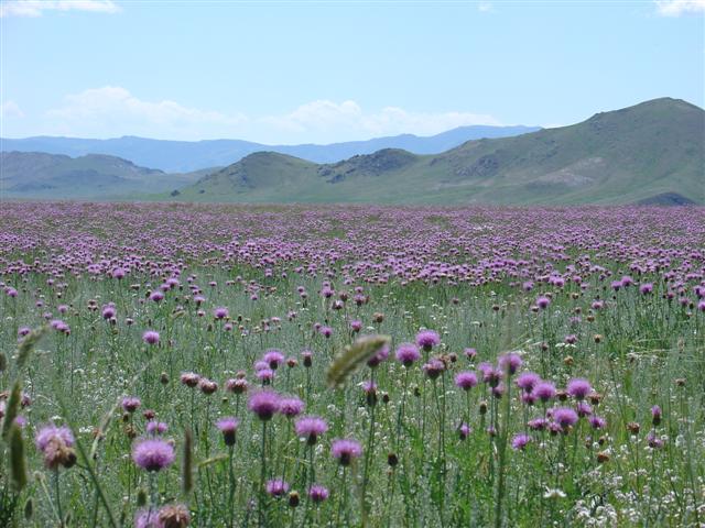 Mongolia: Countryside covered in wild flowers