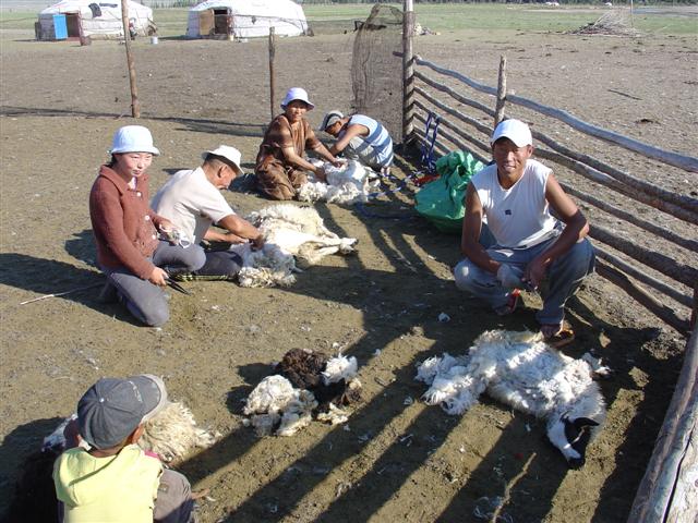 Mongolia: Shearing is a family affair