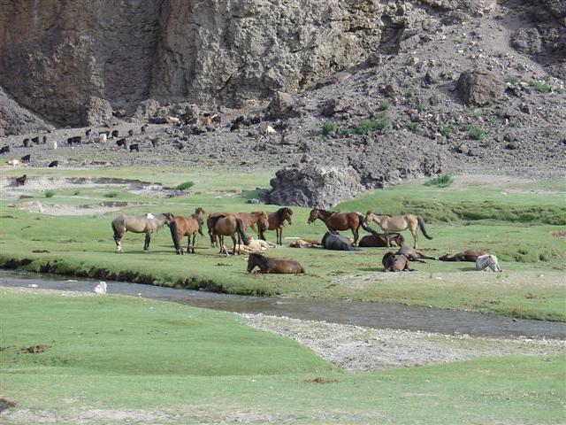 Mongolia: Horses everywhere